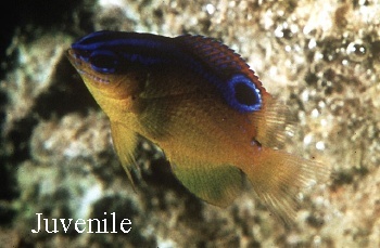  Pomacentrus aquilus (Dark Damselfish)